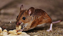 24 Hour & Emergency Exterminators in Knoxville, TN